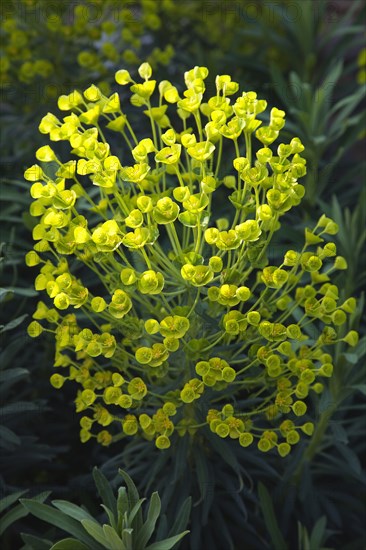 Plants, Flowers, Euphorbia, Close up of Spurge flowers Euphorbia Amygdaloides Robbaie. 
Photo Zhale Naoka Gibbs / Eye Ubiquitous