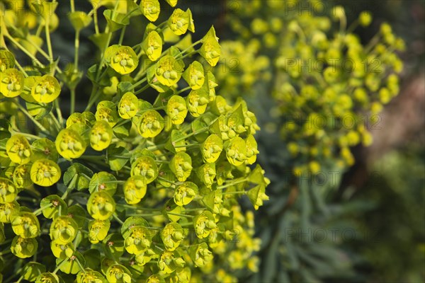 Plants, Flowers, Euphorbia, Close up of Spurge flowers Euphorbia Amygdaloides Robbaie. 
Photo Zhale Naoka Gibbs / Eye Ubiquitous