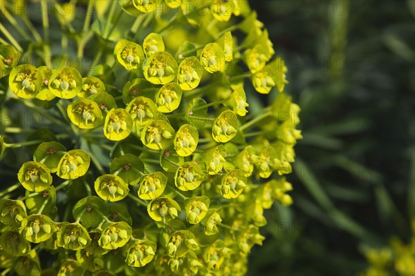 Plants, Flowers, Euphorbia, Close up of Spurge flowers Euphorbia Amygdaloides Robbaie. 
Photo Zhale Naoka Gibbs / Eye Ubiquitous