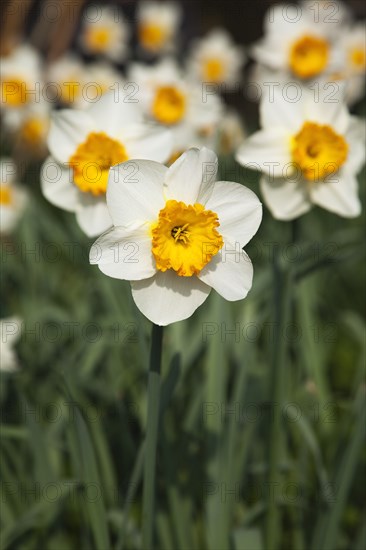 Plants, Flowers, Daffodil, Wild Daffodils growing in public parkland. 
Photo Zhale Naoka Gibbs / Eye Ubiquitous