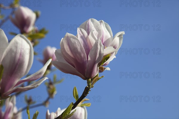 Plants, Flowers, Magnolia, Close of flowering Pink Magnolia soulangeana tree. 
Photo Zhale Naoka Gibbs / Eye Ubiquitous