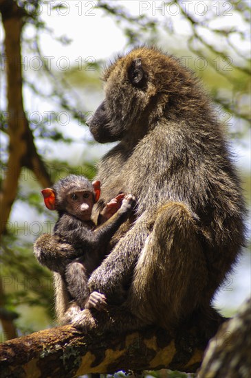 Kenya, Lake Nakuru National Park, Olive Baboon mother and her young. 
Photo Nic I Anson / Eye Ubiquitous
