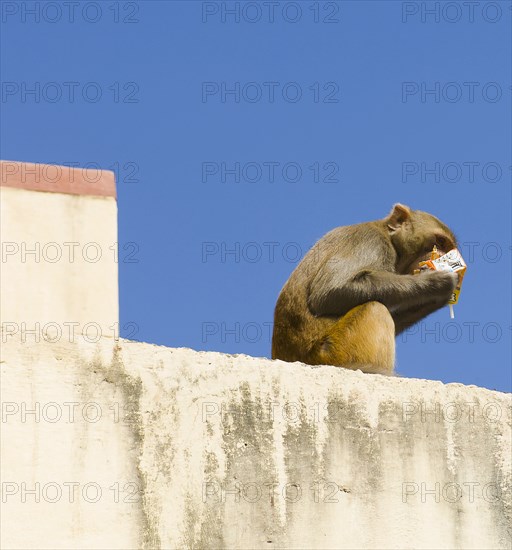 Nepal, Kathmandu, Monkey sitting on wall eating from discarded rubbish at the Swayambunath Monkey Temple. 
Photo Nic I Anson / Eye Ubiquitous