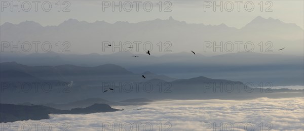 Nepal, Nagarkot, View across clouded Kathmandu valley towards Himalayan mountains birds of prey soaring on air currents. . 
Photo Nic I Anson / Eye Ubiquitous