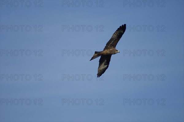 Nepal, Nagarkot, Himalayan Eagle soaring in sky above Kathmandu valle. 
Photo Nic I Anson / Eye Ubiquitous