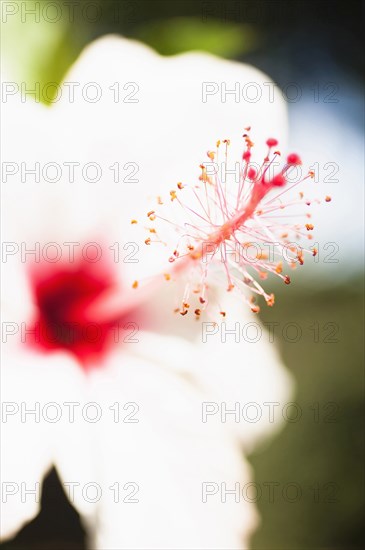 Plants, Flowers, White Hibiscus flower with detail of vivid red pistil and stamen. 
Photo Nic I Anson / Eye Ubiquitous