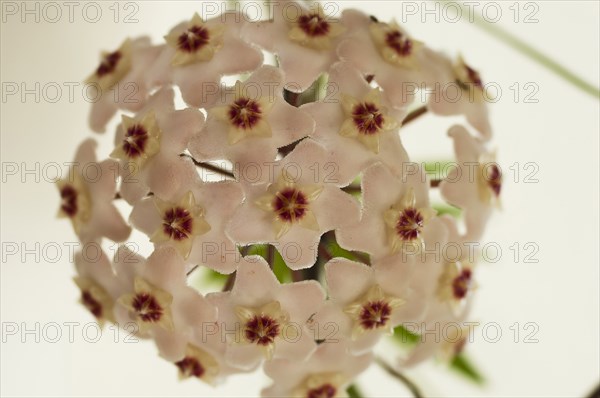 Plants, Flowers, Close up of head of white Hoya flowers green leaves behind. 
Photo Nic I Anson / Eye Ubiquitous