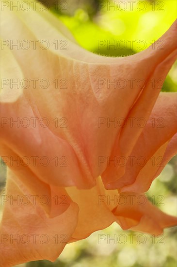 Plants, Flowers, Close up of the trumpet flower of the datura sauveolens or Angel tears. 
Photo Nic I Anson / Eye Ubiquitous