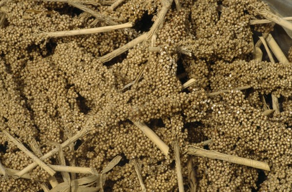 Nigeria, Agriculture, Close cropped view of harvested sorghum. 
Photo Anna Tully