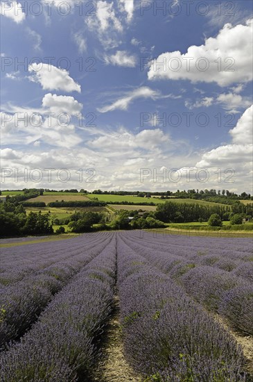 Lavender field at Castle Farm Shoreham Kent England