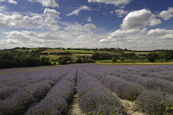 England, Kent, Shoreham, Lavender field at Castle Farm.