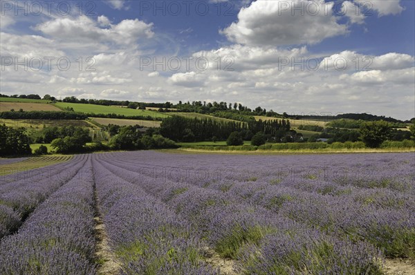 Lavender field at Castle Farm Shoreham Kent England