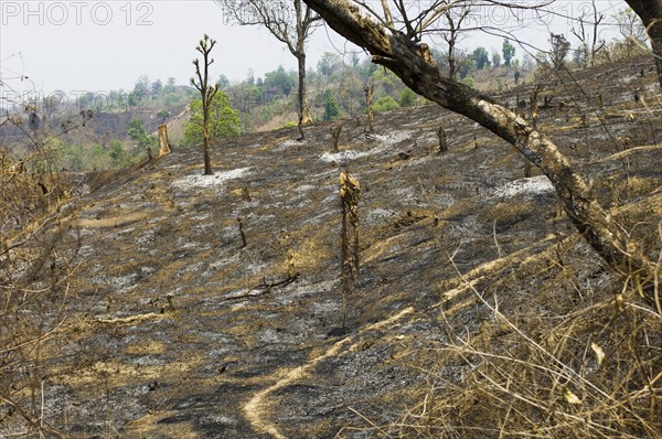 Bangladesh, Chittagong Division, Bandarban, Hillsides burned in the traditional slash and burn style of juma agriculture. 
Photo Nic I'Anson