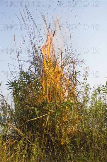 Bangladesh, Chittagong Division, Bandarban, Bamboo burning in the traditional slash and burn style of juma agriculture. 
Photo Nic I'Anson