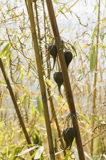 Bangladesh, Chittagong Division, Bandarban, Rare bamboo fruit hanging from stems  usually flowers every 50 years.