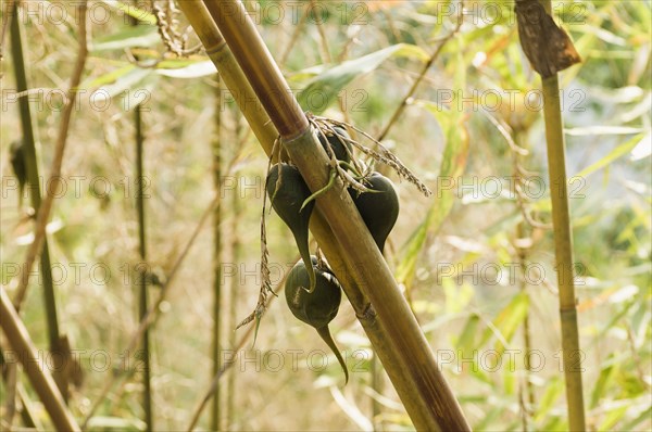 Bangladesh, Chittagong Division, Bandarban, Rare bamboo fruit hanging from stems  usually flowers every 50 years.