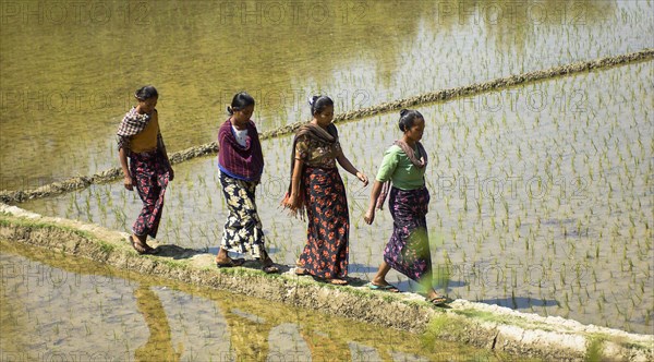 Bangladesh, Chittagong Division, Rangamati, Women walking across rice paddy fields.