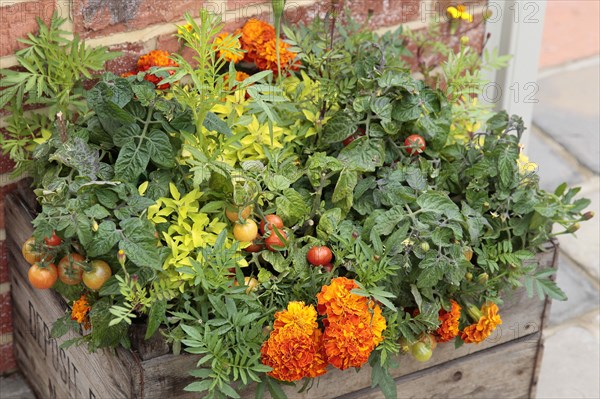 Plants, Flowers, Marigold, Lycopersicon  Tomato and Calendula  Marigold growing in wooden planter.