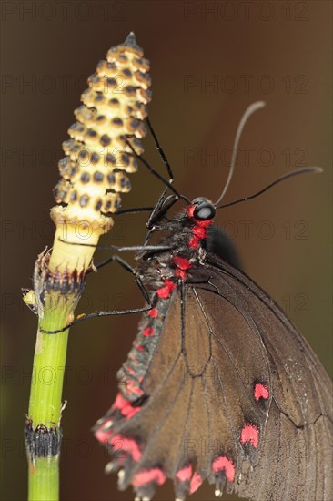 Insects, Butterfly, Barred Horsetail, Close up of Butterfly on Equisetum Japonicum. 
Photo Sean Aidan