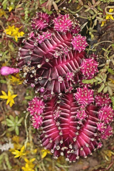 Plants, Cactus, Close up of Star cactus. . 
Photo Sean Aidan