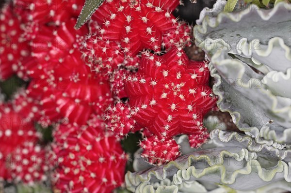 Plants, Cactus, Close up of Hibotan or Moon cactus, Gymnocalycium mihanovichii friedrichi. 
Photo Sean Aidan