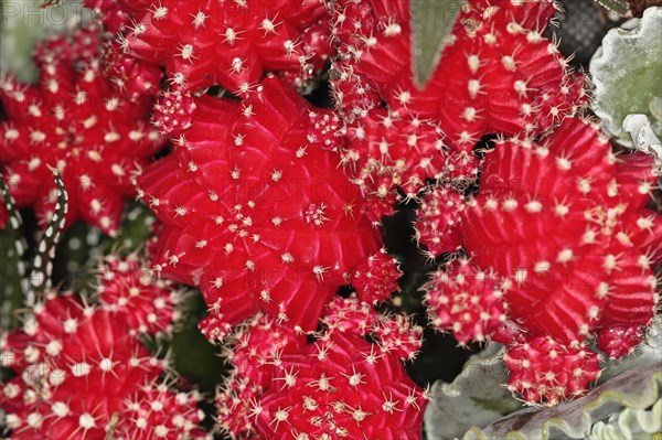 Plants, Cactus, Close up of Hibotan or Moon cactus, Gymnocalycium mihanovichii friedrichi. 
Photo Sean Aidan