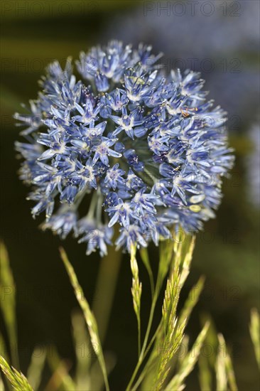 Plants, Flowers, Allium, Close up of the Allium flowers. 
Photo Sean Aidan