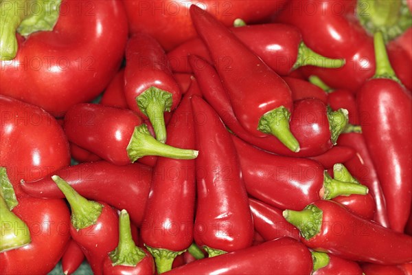 Plants, Fruit, Chilli Peppers, Red Chilli, close up of Capsicums for sale. 
Photo Sean Aidan