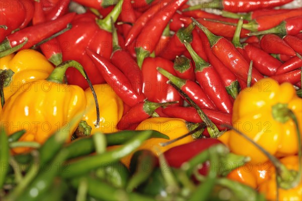 Plants, Flowers, Chilli Peppers, Chillis, display of various types of Capsicum chilli peppers. 
Photo Sean Aidan