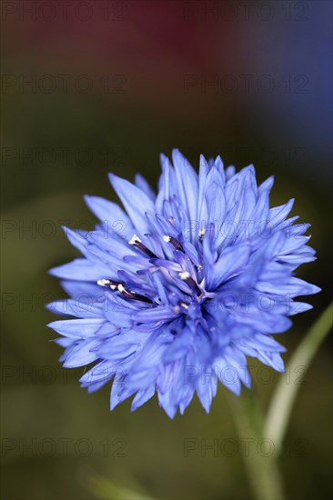 Plants, Flowers, Cornflower, Cornflower  Centaurea