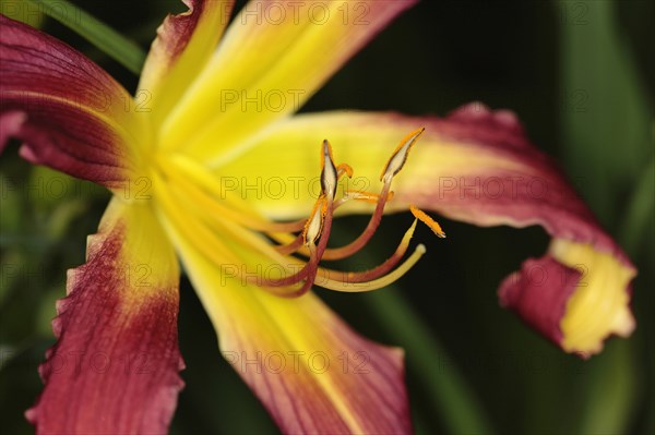 Plants, Flowers, Lillies, Lily, Close up of colourful Lilium flower showing stamen. 
Photo Sean Aidan