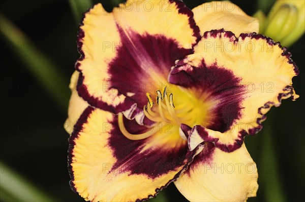 Plants, Flowers, Lillies, Lily, Close up of colourful Lilium flower showing stamen. 
Photo Sean Aidan