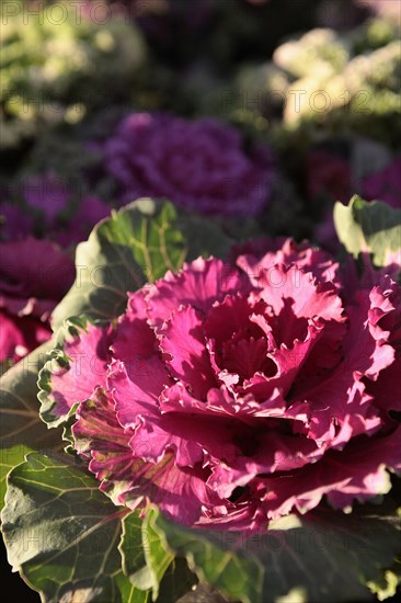 Plants, Flowers, Ornamental Kale, Brassica oleracea,in bright sunshine. 
Photo Sean Aidan