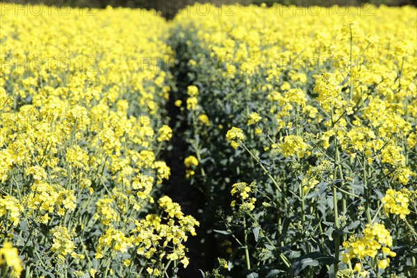 Agriculture, Crops, Oilseed Rape, Brassica napus oleifera, intensively grown on farm. 
Photo Sean Aidan