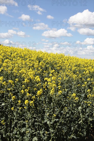 Agriculture, Crops, Oilseed Rape, Brassica napus oleifera  intensively grown on farm.