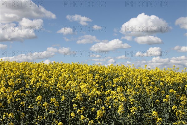 Agriculture, Crops, Oilseed Rape, Brassica napus oleifera, intensively grown on farm. 
Photo Sean Aidan