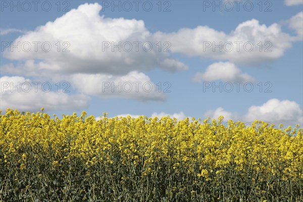 Agriculture, Crops, Oilseed Rape, Brassica napus oleifera, intensively grown on farm. 
Photo Sean Aidan