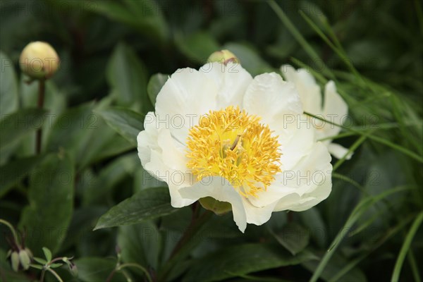 Plants, Flowers, Peony, Paeonia " Krinkled white". 
Photo Sean Aidan