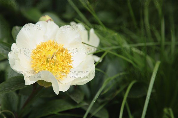 Plants, Flowers, Peony, Paeonia " Krinkled white".