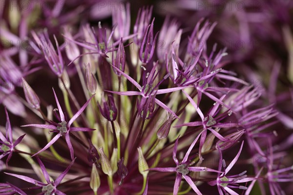 Plants, Flowers, Allium, Allium 'Gladiator', close up detail of flowers. 
Photo Sean Aidan