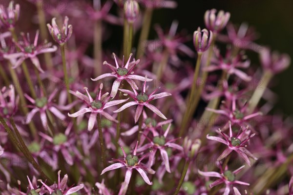 Plants, Flowers, Allium, Allium 'Gladiator', Close up detail of flowers. 
Photo Sean Aidan