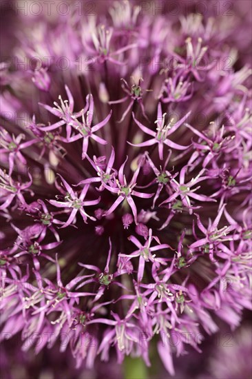 Plants, Flowers, Allium, Allium 'Gladiator', Close up detail of flowers. 
Photo Sean Aidan