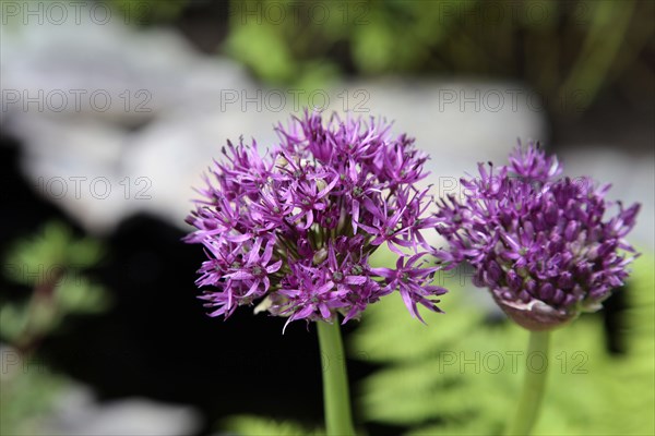 Plants, Flowers, Allium, Allium 'Gladiator', Close up detail of flowers. 
Photo Sean Aidan