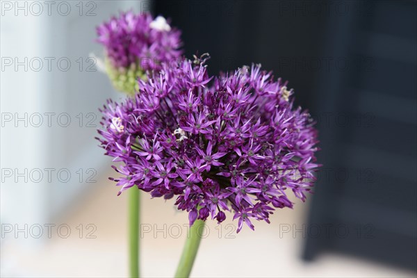 Plants, Flowers, Allium, Allium 'Gladiator', Close up detail of flowers. 
Photo Sean Aidan