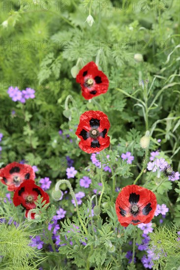 Plants, Flowers, Poppies, Scarlet Poppy  Papaver commutatum Ladybird.