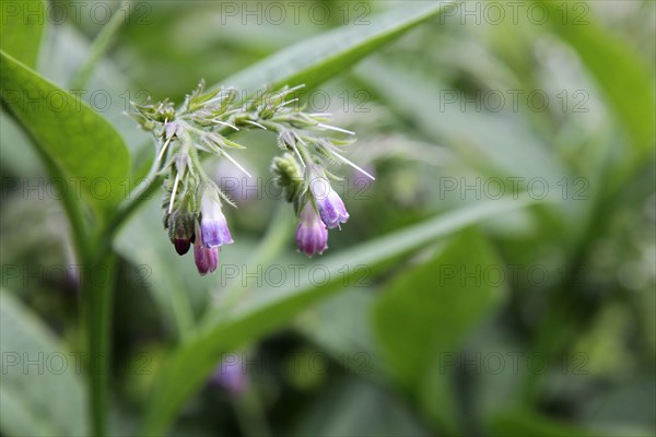 Plants, Flowers, Comfrey, Comfrey flowers, Symphytum officinale. 
Photo Sean Aidan