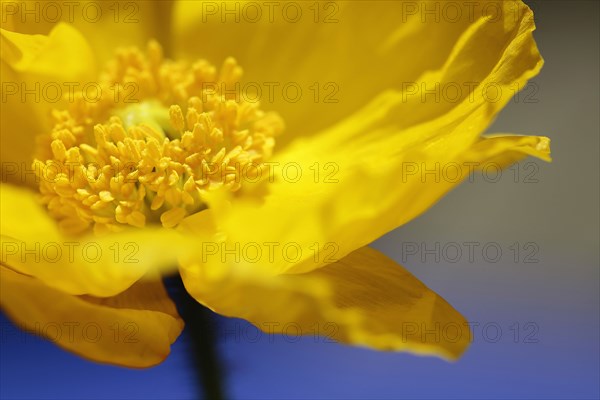 Plants, Flowers, Poppies, Poppy, wild California Yellow. 
Photo Sean Aidan