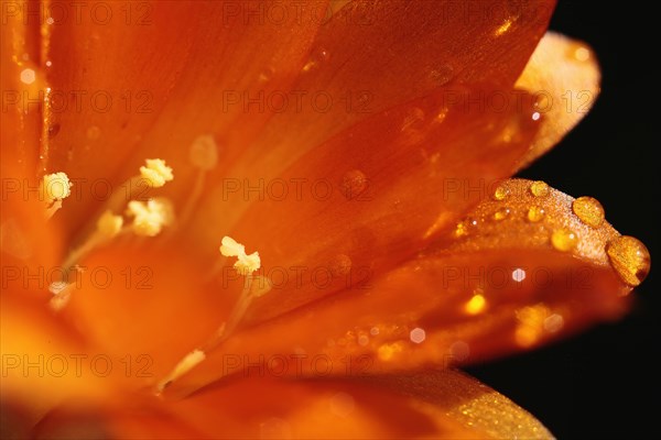 Plants, Flowers, Clivia, Close up of water droplets on orange petals. 
Photo Sean Aidan