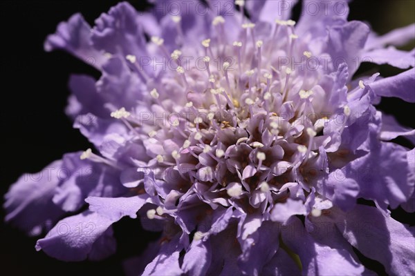 Plants, Flowers, Scabious, Close up of Scabiosa columbaria flower. 
Photo Sean Aidan