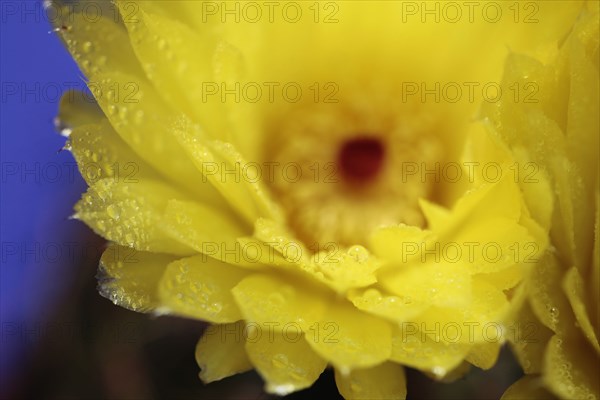 Plants, Flowers, Cactus Flower, Yellow Cactus flower. 
Photo Sean Aidan